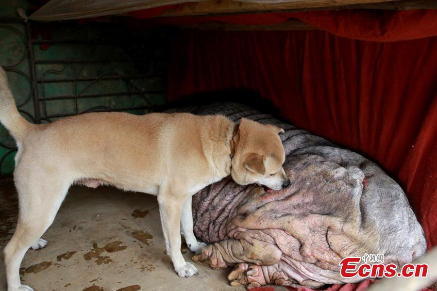 A 6-year-old dog and a blind 23-year-old pig play at a village in Changtang Town of Liuzhou City, South China’s Guangxi Zhuang Autonomous Region, Feb. 2, 2019. The owner Huang Shan said he purchased the pig on Feb. 28, 1996. Known locally as the “pig queen”, it gave birth to over 500 piglets by August 2014. The dog used to drink the pig’s milk, and the two animals often play together. (Photo: China News Service/Zhu Liurong)