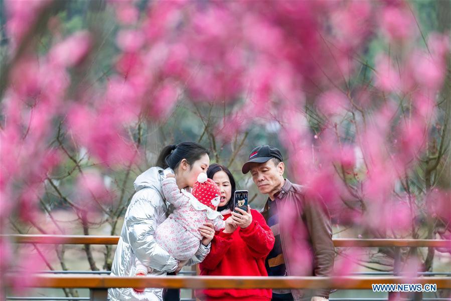 People take photos of plum blossoms during Spring Festival holiday at an ecological park in Nanchuan District of Chongqing, southwest China, Feb. 7, 2019. (Xinhua/Qu Mingbin)