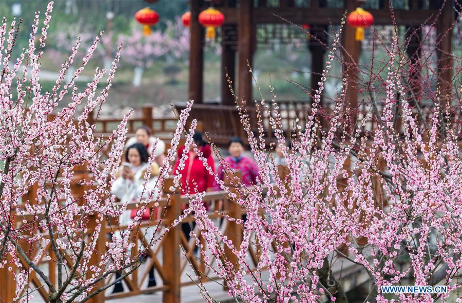 People enjoy the plum blossoms during Spring Festival holiday at an ecological park in Nanchuan District of Chongqing, southwest China, Feb. 7, 2019. (Xinhua/Qu Mingbin)