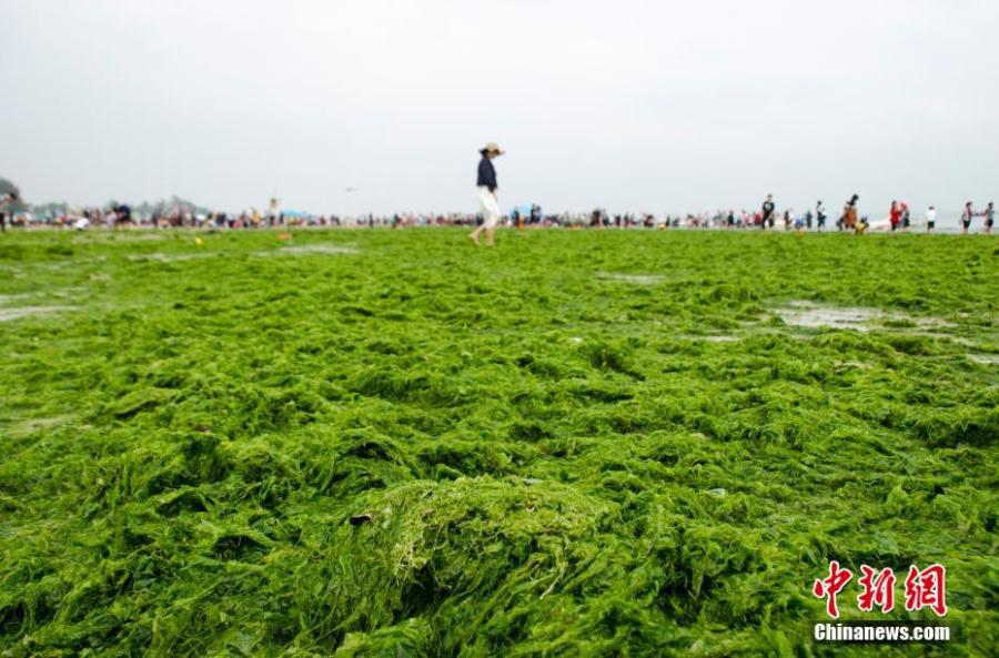 Massive algae blooms on a beach at a tourist attraction in Beihai City, South China\'s Guangxi Zhuang Autonomous Region, Feb. 10, 2019. (Photo: China News Service/Zhai Liqiang)