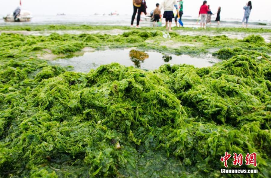 Massive algae blooms on a beach at a tourist attraction in Beihai City, South China\'s Guangxi Zhuang Autonomous Region, Feb. 10, 2019. (Photo: China News Service/Zhai Liqiang)
