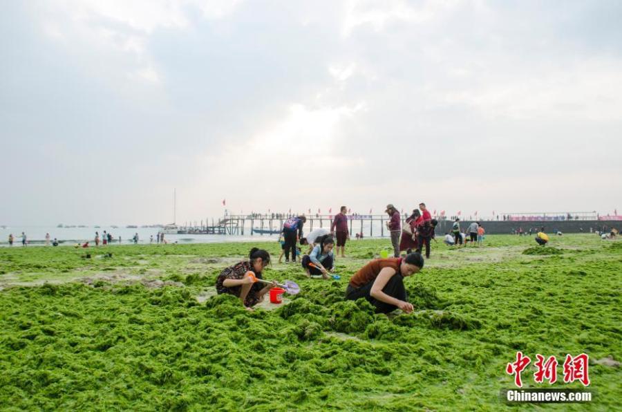 Massive algae blooms on a beach at a tourist attraction in Beihai City, South China\'s Guangxi Zhuang Autonomous Region, Feb. 10, 2019. (Photo: China News Service/Zhai Liqiang)