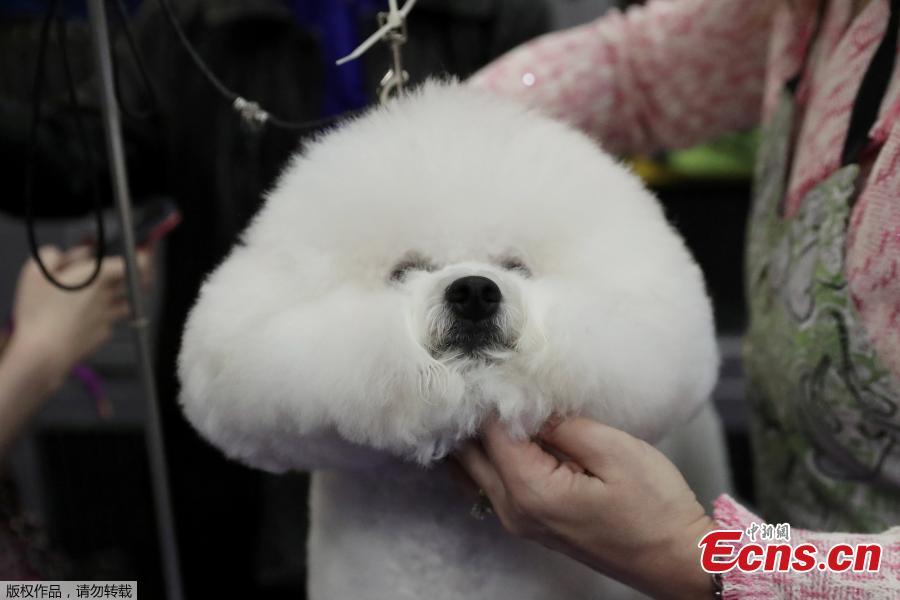 Donald, a Bichon Frise breed, is groomed during the 143rd Westminster Kennel Club Dog Show in New York, U.S., Feb. 11, 2019. (Photo/Agencies)
