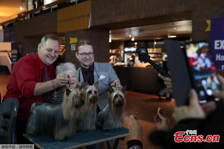 Yorkshire Terrier breeds have their pictures taken during the 143rd Westminster Kennel Club Dog Show in New York, U.S., Feb. 11, 2019. (Photo/Agencies)