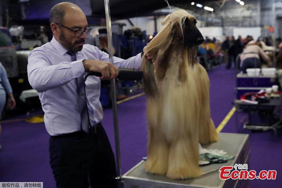Anwar Ebn Benazir Von Haussman, an Afghan Hound breed, sits during the 143rd Westminster Kennel Club Dog Show in New York, U.S., Feb. 11, 2019. (Photo/Agencies)