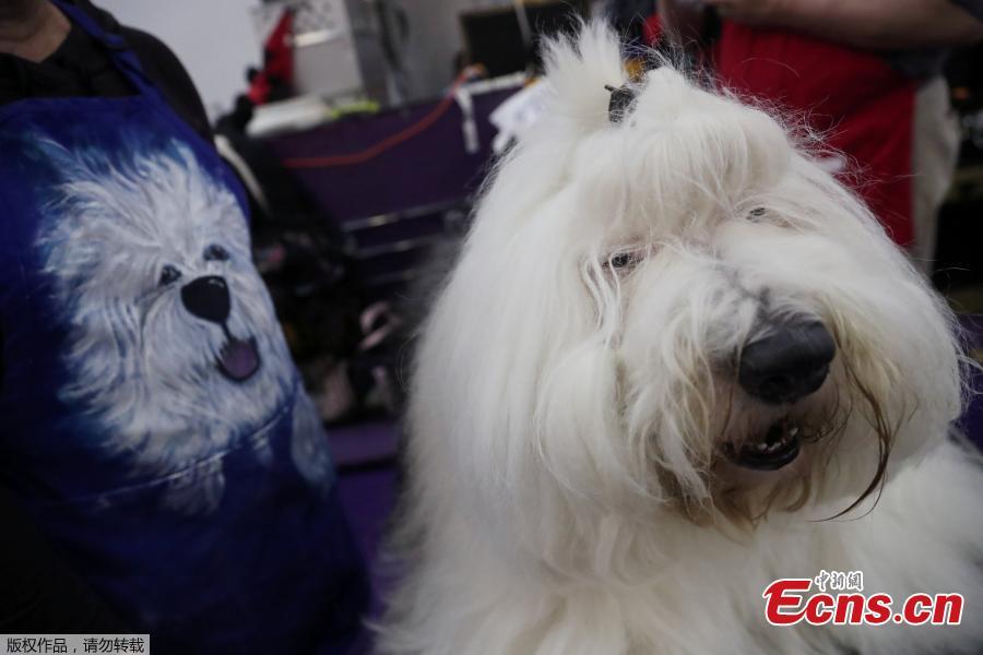 Junior, an Old English Sheepdog breed, sits during the 143rd Westminster Kennel Club Dog Show in New York, U.S., Feb. 11, 2019. (Photo/Agencies)