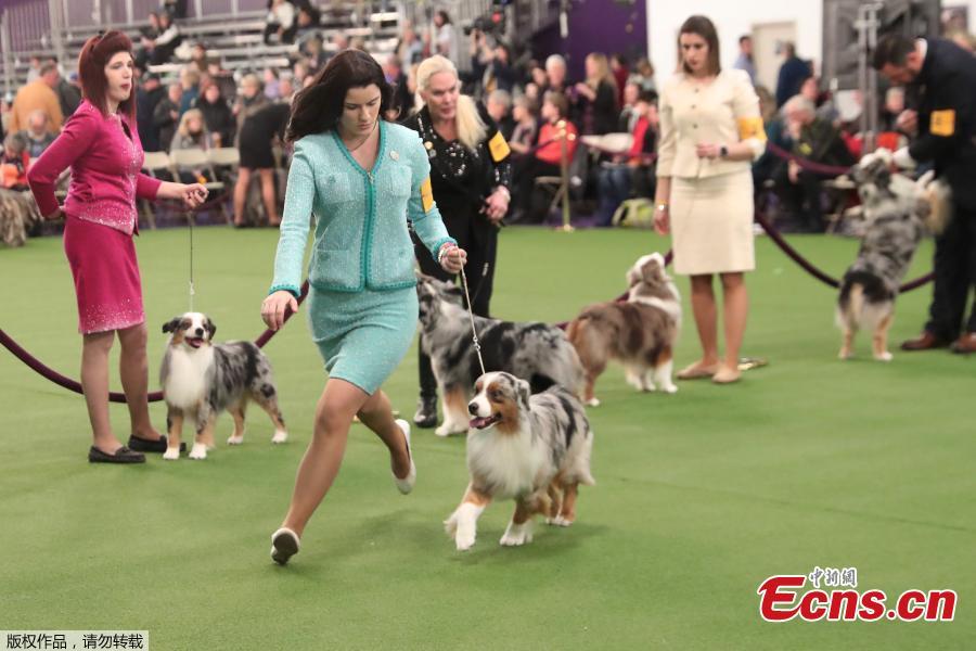 A handler runs with a Miniature Australian Shepherd breed, during judging of the 143rd Westminster Kennel Club Dog Show in New York, U.S., Feb. 11, 2019. (Photo/Agencies)