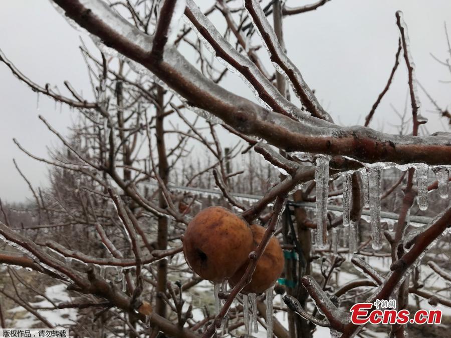 An apple-shaped ice casing created in an orchard following an ice storm is pictured in Sparta, Michigan, U.S., February 6, 2019. (Photo/Agencies)
