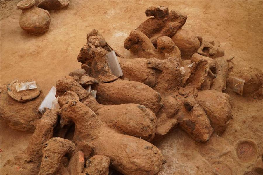 A collection of painted terracotta was discovered in Pingdu, a county-level city in Qingdao, Shandong Province (Photo by Peng Yu/for chinadaily.com.cn)

A collection of painted terracotta figures dating back to the West Han Dynasty (202 BC-8 AD) has been discovered on the outskirts of Qingdao, East China\'s Shandong province, local archeologists said on Monday.

This is the first time painted terracotta has been unearthed in the Jiaodong Peninsula, which includes Qingdao, Yantai and Weihai.

With the help of drones and satellite navigation, an eight-month-long dig that began in June 2018 has now returned 16 ancient tombs in total. The terracotta figures were identified to be warriors and servants.

According to Lin Yuhai, director of Qingdao Municipal Institute of Cultural Heritage and Archaeology, one of the biggest challenges now facing the team will be preserving the figures\' paintwork.

Experts and archeologists from around the country will be involved in the preservation and protection of the findings.