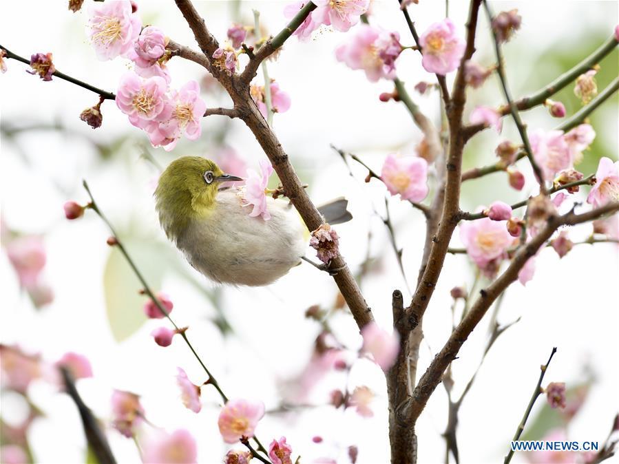 A white-eye feeds on nectar from plum blossoms in Fuzhou, southeast China\'s Fujian Province, Feb. 12, 2019. (Xinhua/Jiang Kehong)