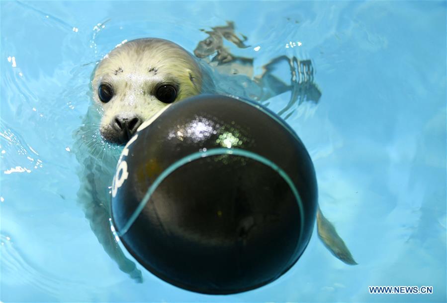 Photo taken on Feb. 13, 2019 shows a seal cub at Harbin Polarland in northeast China\'s Heilongjiang Province. Seal \
