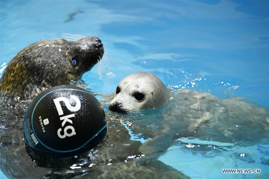 Photo taken on Feb. 13, 2019 shows a seal cub and its mother at Harbin Polarland in northeast China\'s Heilongjiang Province. Seal \