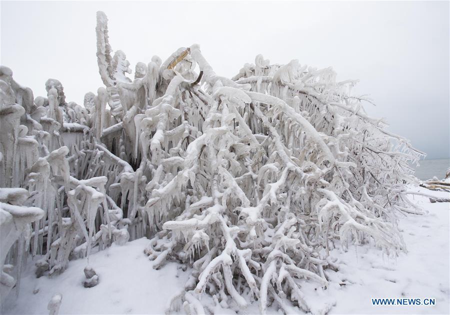 Ice-covered trees are seen near Lake Ontario in Toronto, Canada, on Feb. 13, 2019. A winter storm of a mix of snow, freezing rain and strong winds hit the Greater Toronto Area from Tuesday to Wednesday. (Xinhua/Zou Zheng)