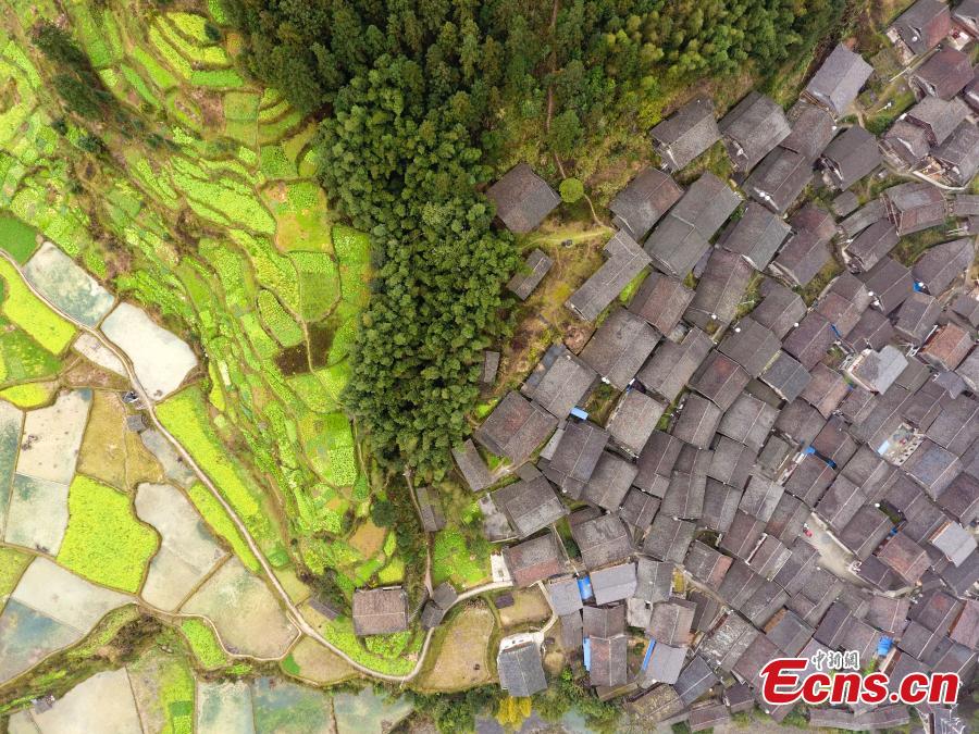 An aerial photo of the picturesque Wugong Dong Village in Rongjiang County, Guizhou Province, Feb. 13, 2019. The village, home to 171 Dong families, has well-preserved old wooden buildings that are now surrounded by cauliflowers in bloom. The village was inscribed as a national traditional village in 2016. (Photo: China News Service/He Junyi)