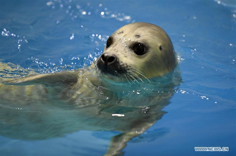Photo taken on Feb. 13, 2019 shows a seal cub at Harbin Polarland in northeast China\'s Heilongjiang Province. Seal \