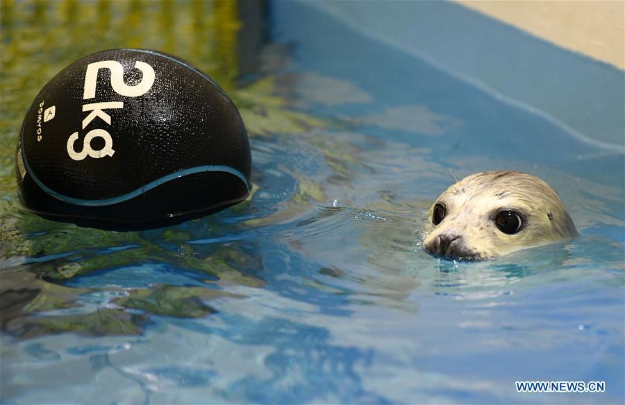 Photo taken on Feb. 13, 2019 shows a seal cub at Harbin Polarland in northeast China\'s Heilongjiang Province. Seal \