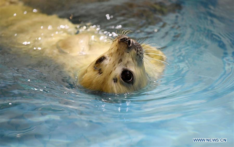 Photo taken on Feb. 13, 2019 shows a seal cub at Harbin Polarland in northeast China\'s Heilongjiang Province. Seal \