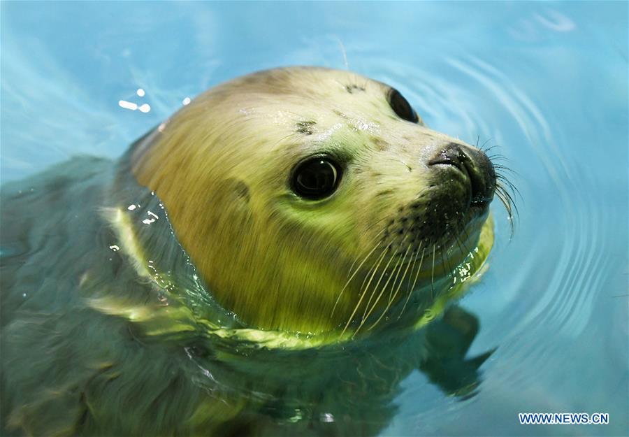 Photo taken on Feb. 13, 2019 shows a seal cub at Harbin Polarland in northeast China\'s Heilongjiang Province. Seal \