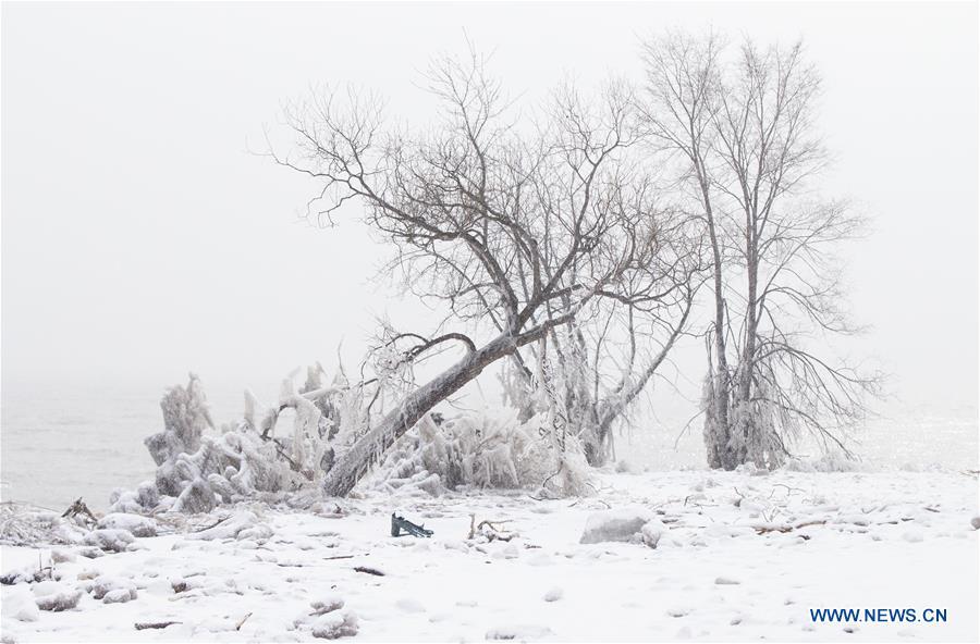 An ice-covered tree leans down near Lake Ontario in Toronto, Canada, on Feb. 13, 2019. A winter storm of a mix of snow, freezing rain and strong winds hit the Greater Toronto Area from Tuesday to Wednesday. (Xinhua/Zou Zheng)