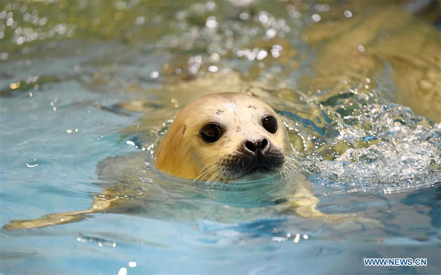 Photo taken on Feb. 13, 2019 shows a seal cub at Harbin Polarland in northeast China\'s Heilongjiang Province. Seal \