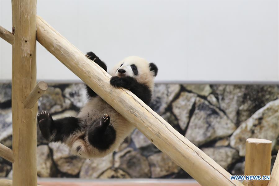 Giant panda Saihin plays on the slide, her half-year-old gift at the Adventure World in Shirahama, Wakayama, Japan, Feb. 14, 2019. Born on August 14, 2018, Saihin is 90 centimeters in length and weighs 9.86 kilograms now. (Xinhua/Du Xiaoyi)