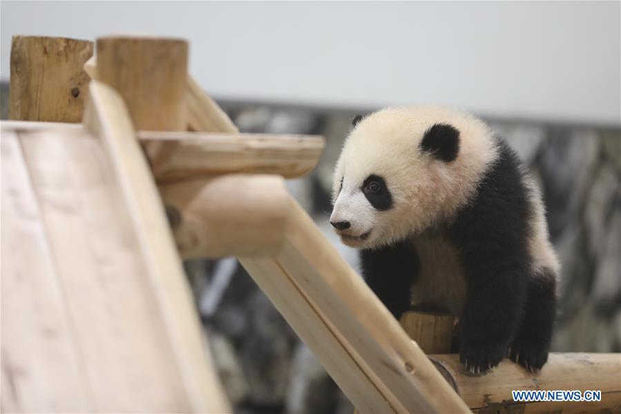 Giant panda Saihin looks at the slide, her half-year-old gift at the Adventure World in Shirahama, Wakayama, Japan, Feb. 14, 2019. Born on August 14, 2018, Saihin is 90 centimeters in length and weighs 9.86 kilograms now. (Xinhua/Du Xiaoyi)