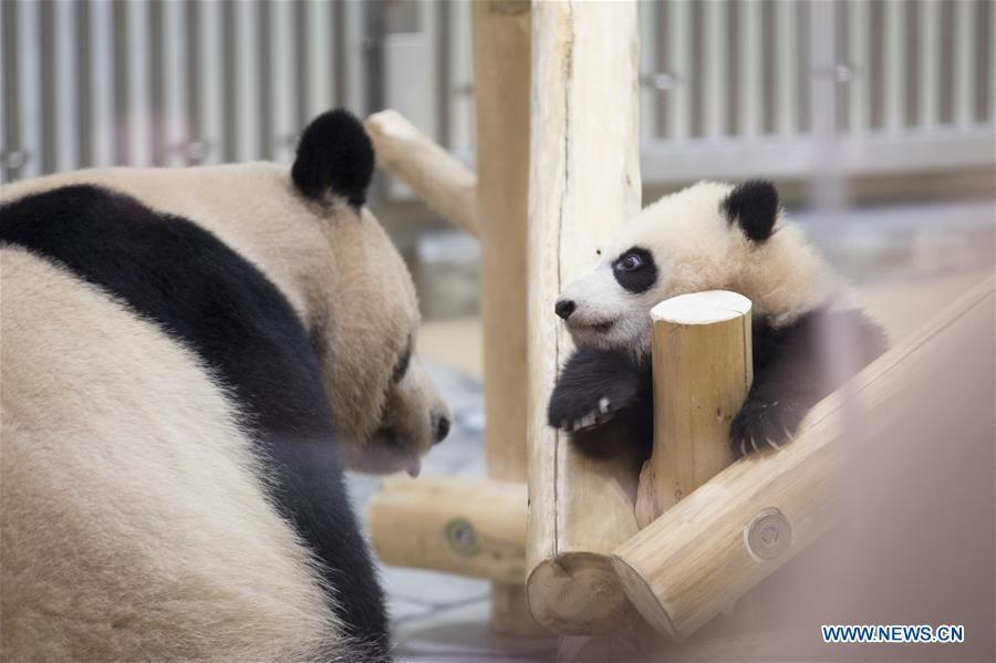 Giant panda Saihin greets the audience with her mother at the Adventure World in Shirahama, Wakayama, Japan, Feb. 14, 2019. Born on August 14, 2018, Saihin is 90 centimeters in length and weighs 9.86 kilograms now. (Xinhua/Du Xiaoyi)