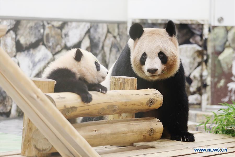 Giant panda Saihin greets the audience with her mother at the Adventure World in Shirahama, Wakayama, Japan, Feb. 14, 2019. Born on August 14, 2018, Saihin is 90 centimeters in length and weighs 9.86 kilograms now. (Xinhua/Du Xiaoyi)