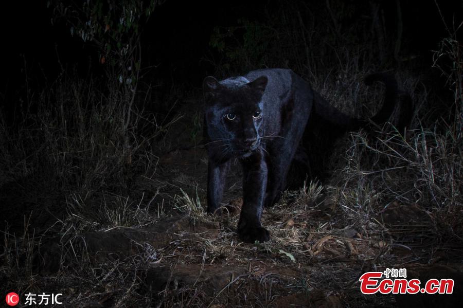An ultra-rare black leopard walks through Laikipia Wilderness Camp in central Kenya in 2018. Published in January in the African Journal of Ecology, these photos represent the first scientific documentation of such a creature in Africa in nearly a century. As recently as 2017, only a single sighting had been confirmed—a 1909 photograph taken in Addis Ababa, Ethiopia. (Photo/IC)