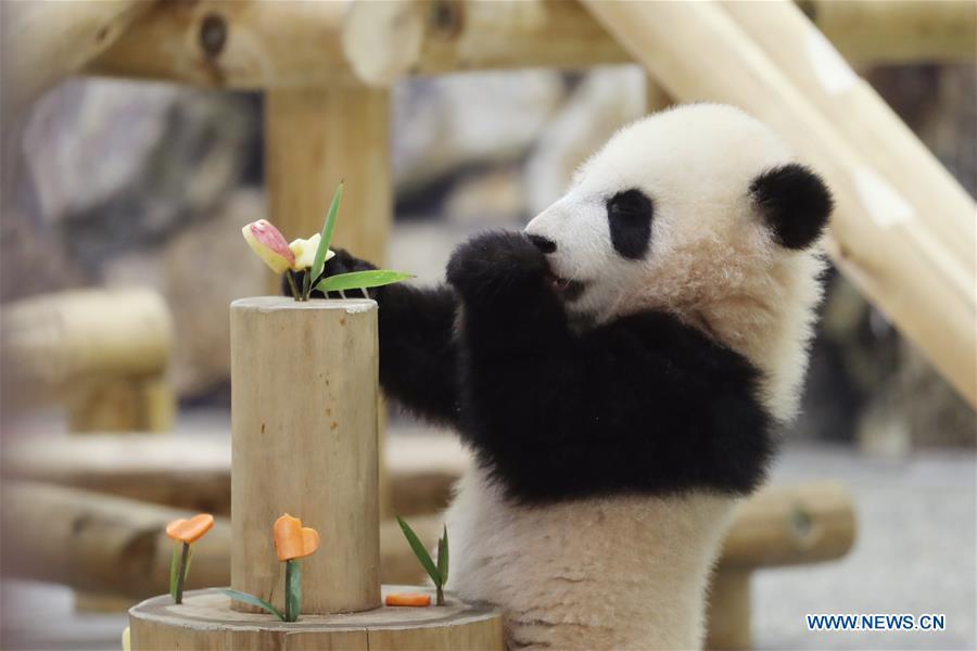 Giant panda Saihin eats the sliced apple and carrot on her \