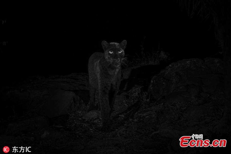 An ultra-rare black leopard walks through Laikipia Wilderness Camp in central Kenya in 2018. Published in January in the African Journal of Ecology, these photos represent the first scientific documentation of such a creature in Africa in nearly a century. As recently as 2017, only a single sighting had been confirmed—a 1909 photograph taken in Addis Ababa, Ethiopia. (Photo/IC)