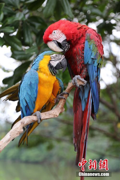 Two scarlet macaws are seen at the Locajoy Wildlife Park in Chongqing, Feb. 14, 2019. (Photo: China News Service/Wang Chengjie)