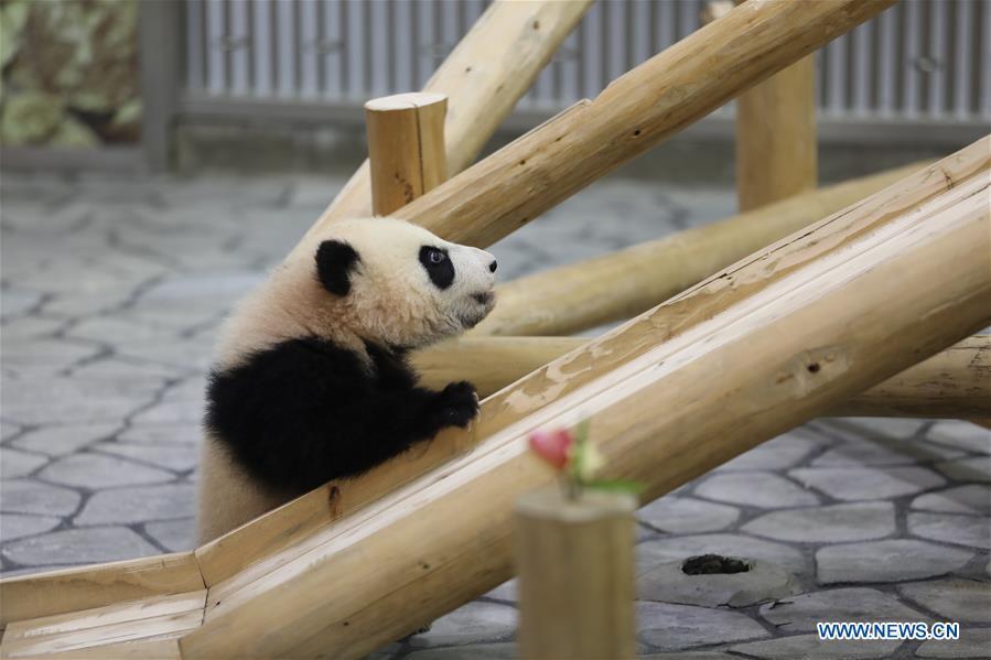 Giant panda Saihin looks at the slide, her half-year-old gift at the Adventure World in Shirahama, Wakayama, Japan, Feb. 14, 2019. Born on August 14, 2018, Saihin is 90 centimeters in length and weighs 9.86 kilograms now. (Xinhua/Du Xiaoyi)