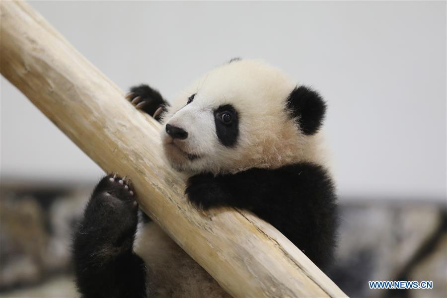 Giant panda Saihin plays on the slide, her half-year-old gift at the Adventure World in Shirahama, Wakayama, Japan, Feb. 14, 2019. Born on August 14, 2018, Saihin is 90 centimeters in length and weighs 9.86 kilograms now. (Xinhua/Du Xiaoyi)