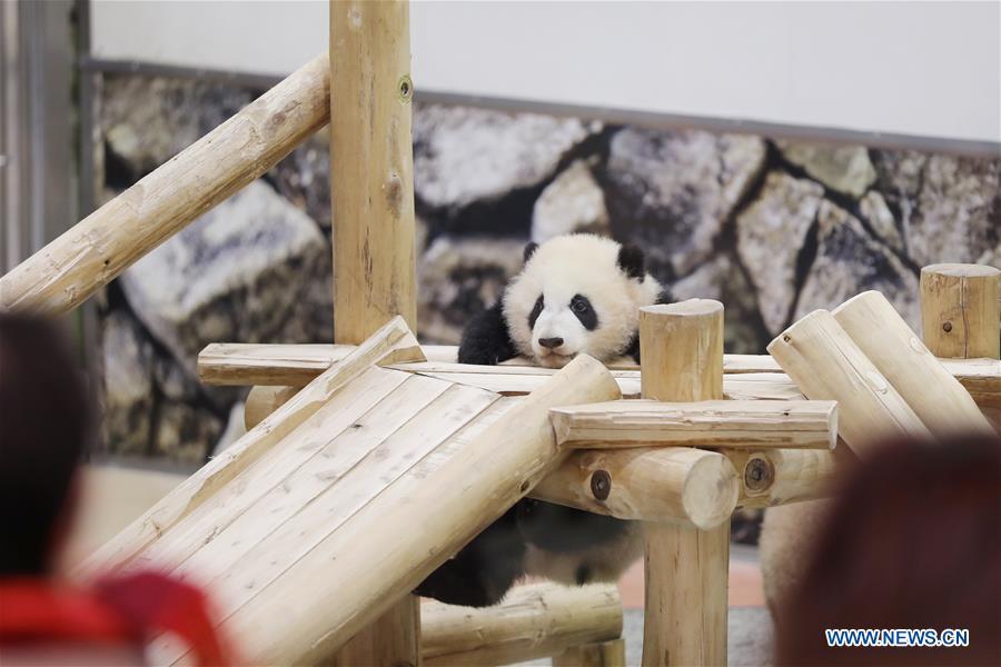 Giant panda Saihin plays on the slide, her half-year-old gift at the Adventure World in Shirahama, Wakayama, Japan, Feb. 14, 2019. Born on August 14, 2018, Saihin is 90 centimeters in length and weighs 9.86 kilograms now. (Xinhua/Du Xiaoyi)