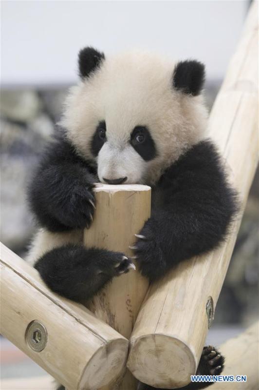 Giant panda Saihin plays on the slide, her half-year-old gift at the Adventure World in Shirahama, Wakayama, Japan, Feb. 14, 2019. Born on August 14, 2018, Saihin is 90 centimeters in length and weighs 9.86 kilograms now. (Xinhua/Du Xiaoyi)