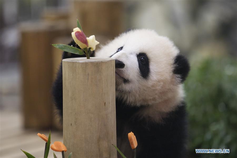 Giant panda Saihin looks at the sliced apple and carrot on her \