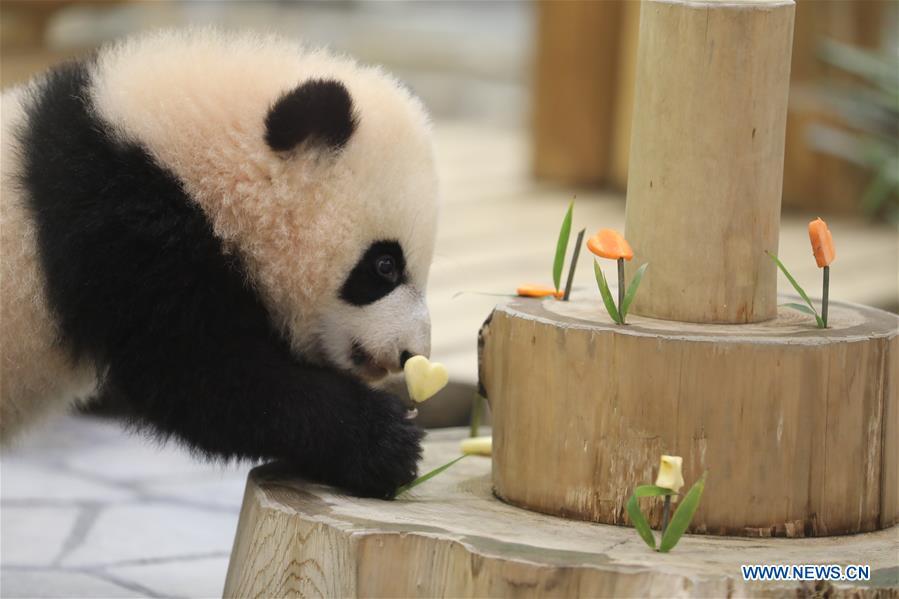 Giant panda Saihin looks at the sliced apple and carrot on her \