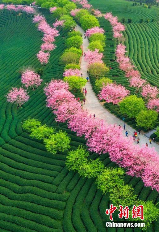 A view of cherry blossoms at a tea plantation in the Taiwan Farmers Business Park in Zhangping City, East China\'s Fujian Province. The park is an entrepreneurship hub for Taiwan farmers. The tea plantation covers an area of 66 hectares. (Photo: China News Service/Chen Xiurong)