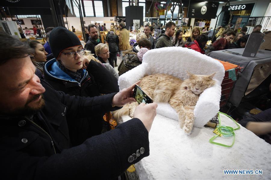 A man takes photos of a cat during a cat exhibition in Warsaw, Poland, on Feb. 17, 2019. (Xinhua/Jaap Arriens)
