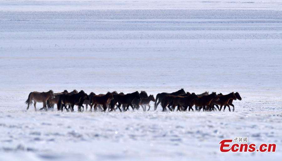 This drone photo shows the snow-covered Bayanbulak grassland in Hejing County, Northwest China\'s Xinjiang Uygur Autonomous Region. Local authorities have promoted tourism by taking advantage of its rich snow and ice resources.  (Photo/China News Service)