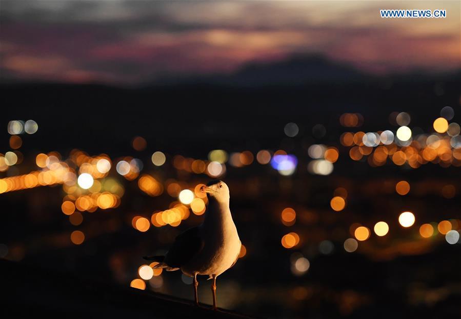 A seagull is seen at the Santa Barbara Castle in the city of Alicante, Spain, Feb. 16, 2019. (Xinhua/Guo Qiuda)