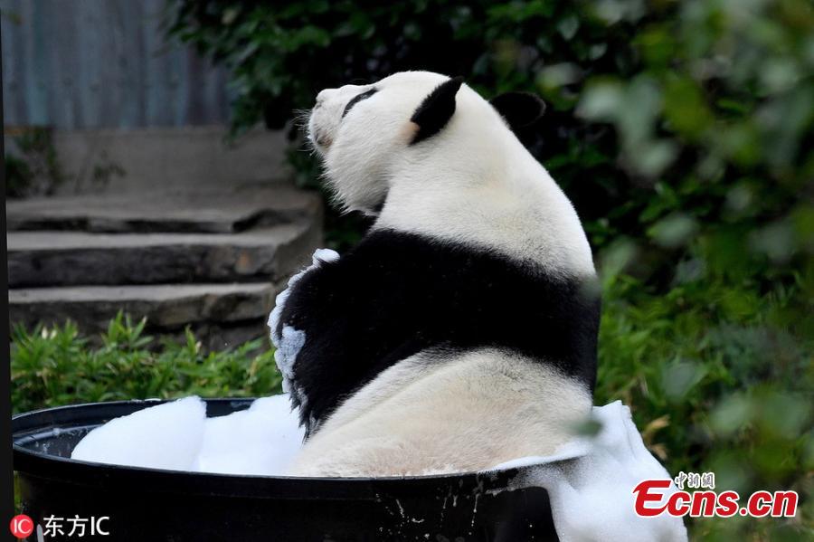 Giant panda Wang Wang plays with water at the Adelaide Zoo, Australia, Feb. 17, 2019. (Photo/IC)
