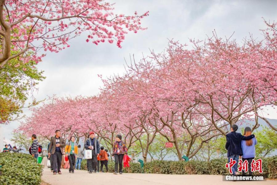 A view of cherry blossoms at a tea plantation in the Taiwan Farmers Business Park in Zhangping City, East China\'s Fujian Province. The park is an entrepreneurship hub for Taiwan farmers. The tea plantation covers an area of 66 hectares. (Photo: China News Service/Chen Xiurong)