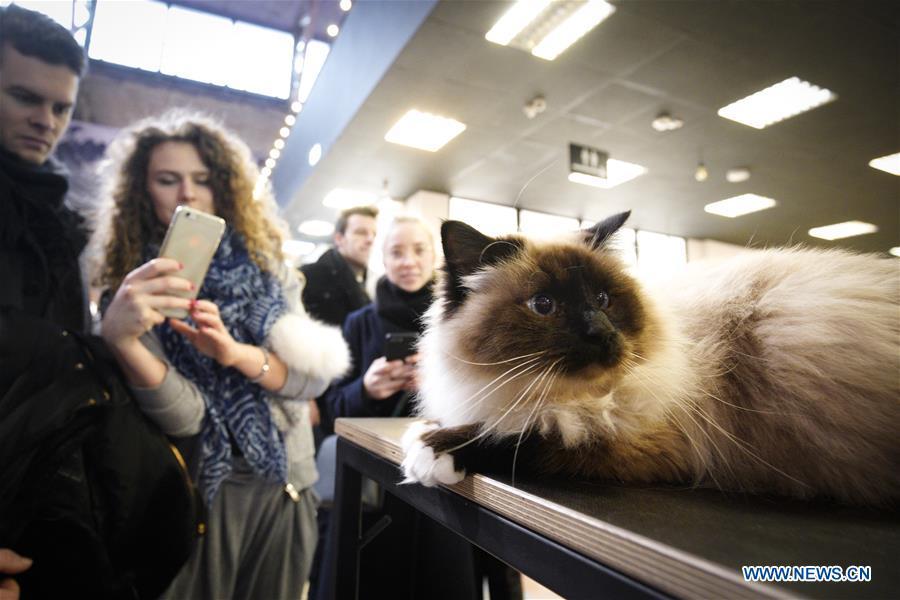 A woman takes photos of a cat during a cat exhibition in Warsaw, Poland, on Feb. 17, 2019. (Xinhua/Jaap Arriens)