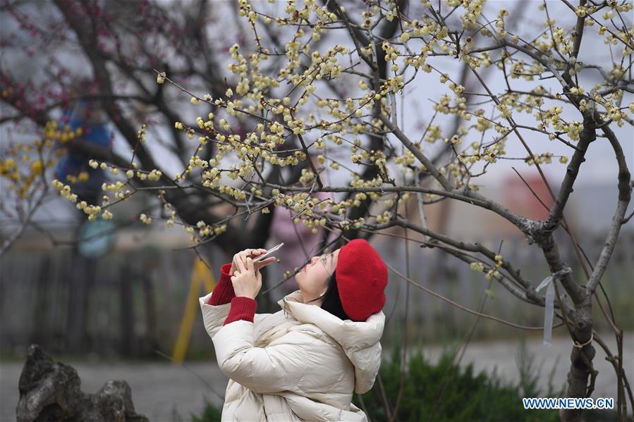 A tourist takes photos of plum flowers at a botanical garden in Hefei, capital of east China\'s Anhui Province, Feb. 16, 2019. (Xinhua/Zhang Duan)