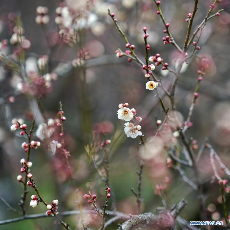 Photo taken on Feb. 16, 2019 shows plum flowers on Meihua Mountain in Nanjing, capital of east China\'s Jiangsu Province. Plum flowers blossom as the weather becomes warm. (Xinhua/Li Bo)