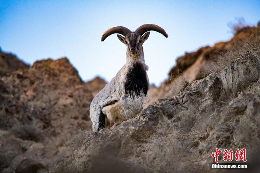 Wild animals are seen on the grasslands of the Yanchiwan National Nature Reserve in Subei County, Jiuquan City, Gansu Province, Feb. 14, 2019. The nature reserve, an important wetland, is home to many rare wild animals under state protection, such as the snow leopard and wild yak. In recent years, the county has strengthened its awareness campaign to boost wildlife protection.  (Photo: China News Service/Wang Binyin)