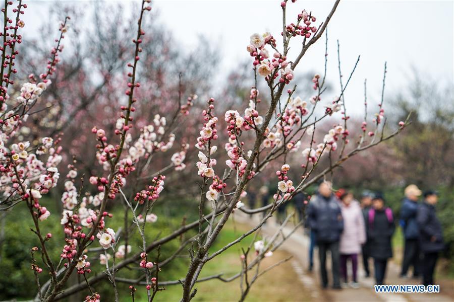 People visit Meihua Mountain in Nanjing, capital of east China\'s Jiangsu Province, Feb. 16, 2019. Plum flowers blossom as the weather becomes warm. (Xinhua/Li Bo)