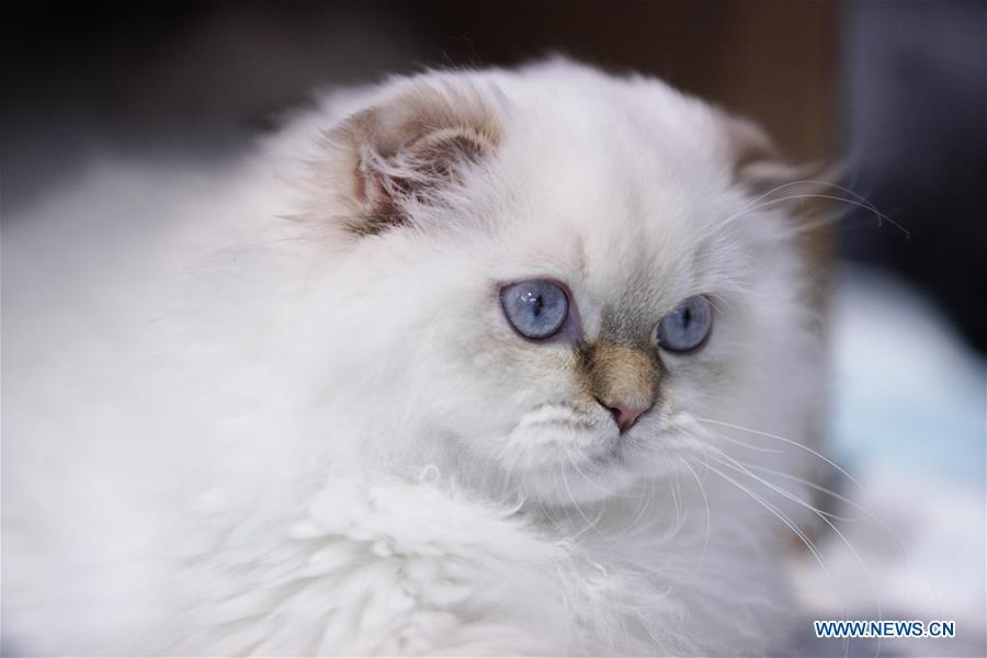 A cat is seen during a cat exhibition in Warsaw, Poland, on Feb. 17, 2019. (Xinhua/Jaap Arriens)